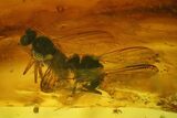 Fossil Caddisfly, a Small Spider and Three Flies in Baltic Amber #183533-2